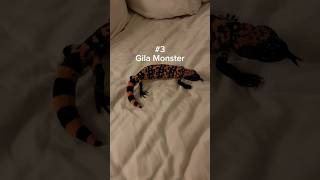 The friendliest lizards in my bedroom reptiles pets venomous lizard monitorlizard [upl. by Reggi]