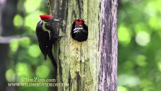 Pileated Woodpecker Nest [upl. by Ibbie]