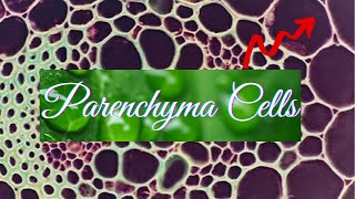 Parenchyma Parenchyma cells in plants [upl. by Christal]