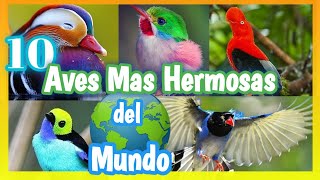 10 AVES MÁS HERMOSAS DEL MUNDO  Las Aves Mas Bellas 🤩 🌍 🐦 [upl. by Leira688]