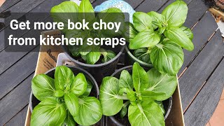 GROWING BOK CHOY PAK CHOI FROM KITCHEN SCRAPS [upl. by Aurelio]