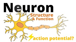 Structure and Function of a Neuron [upl. by Anetsirhc283]