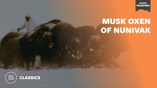 Musk Oxen of Nunivak  Mutual of Omahas Wild Kingdom [upl. by Ahcsatan]