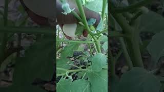 Couple of eggplant harvestingagriculturefarmingshortsshortvideoharvestingvlogeggplant [upl. by Nawak628]