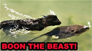 Boon the Greatest Muskrat Hunter of Them All [upl. by Rubie]