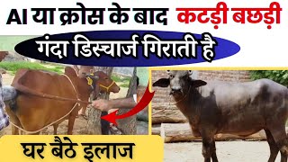 AI या क्रोस के बाद Heifer गंदा डिस्चार्ज गिराती है 👉🏻घर बैठे इलाज After AI metritis in cattle in hi [upl. by Deedahs]