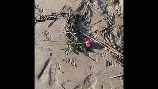 Broughty Ferry Beach October 2024 [upl. by O'Grady]