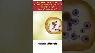 Malaria life cycle। biologyshorts viralvideo [upl. by Ylrahc]