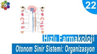 OTONOM SİNİR SİSTEMİ ORGANİZASYON 1  Hızlı Farmakoloji 22 [upl. by Sankey]