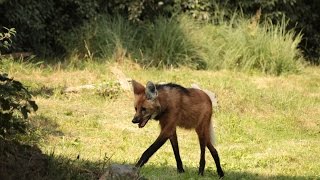 Manenwolf  Loup à crinière  Maned Wolf  Monde Sauvage Aywaille [upl. by Payson824]