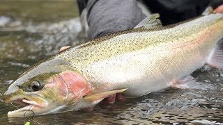 Steelhead Fishing On Two Rafts amp One River  Addicted Life Ep 7 [upl. by Kelleher523]