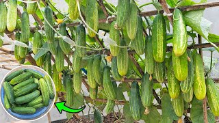 Great secret to help me grow cucumbers in foam containers The fruit is abundant and sweet [upl. by Searcy]