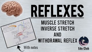 Reflexes  Muscle Stretch Inverse Stretch and Withdrawl Reflexes [upl. by Drusus]