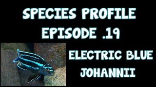 AFRICAN CICHLID│SPECIES PROFILE│ELECTRIC BLUE JOHANNII│EP19 [upl. by Eecal]