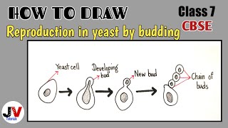 budding in yeast diagramhow to draw budding in yeast [upl. by Sikras]