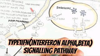 Type 1 IFNInterferon AlphaBeta Signalling Pathway And How To Produce This Cytokines [upl. by Garate]