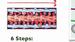 043 The details of Muscle Contraction [upl. by Akinhoj]