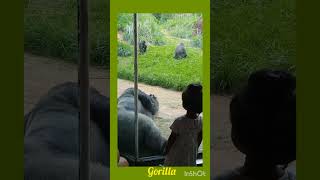 Gorilla SleepingRiverbanks Zoo and Garden Columbia SCUSA [upl. by Allekim314]