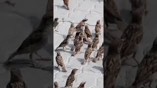 where is gone sparrow birds 😱 sciencefacts shorts [upl. by Anib100]