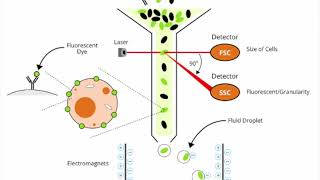 Basic introduction to Flow Cytometry [upl. by Demeter]