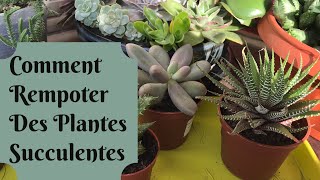 🌵 Rempoter des Plantes Succulentes 🌵  TUTO REMPOTAGE [upl. by Enerak]