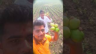 my first vlogs ➰ village bhoys vlog series 🧑‍🌾😘 firstvlog villagevlog vlog agriculture shorts [upl. by Annoj]