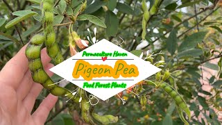 Pigeon Pea  Cajanus cajan  Subtropical Food Forest Permaculture Plants [upl. by Novelc]