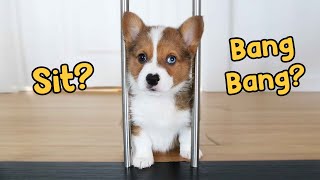 Training 10 Week Old Corgi Blue Tricks  Clicker Training [upl. by Alexine]