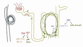 Role of Urea in the Kidney  Part 2 [upl. by Atiek]