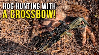 Hog Hunting with a Crossbow  TenPoint Turbo S1 [upl. by Nyleaj613]