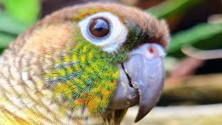 green cheek conure yellow sided  How did your bird react to this video [upl. by Sternlight]