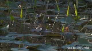 Everglades Mountains and Valleys Slough [upl. by Belanger]