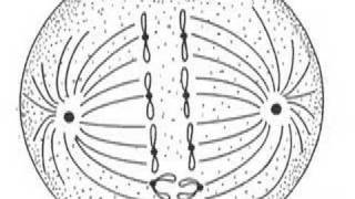 Mitosis Song [upl. by Itoc]