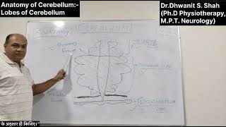 Theory Part1 Anatomy of Cerebellum Lobes of Cerebellum [upl. by Selyn]