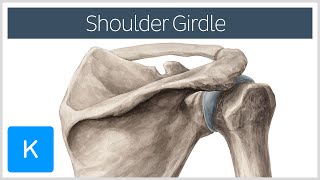 Shoulder Pectoral Girdle  Muscles and Movements  Human Anatomy  Kenhub [upl. by Dukie]