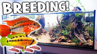 Apistogramma Breeding Was A SUCCESS  Dream Fish Project 20g shallow community tank [upl. by Spense]