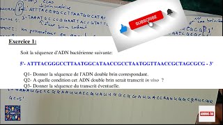 EXERCICE CORRIGE BIOLOGIE MOLECULAIRE REPLICATION ET TRANSCRIPTION DADNEXAMENSCONCOURS [upl. by Warfield]