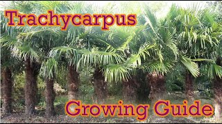 Trachycarpus  Hardy Palm Growing Guide  Chusan Palm [upl. by Saixela716]