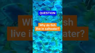 Why do fish live in saltwaterSUBSCRIBE for daily laughs and share Shorts jokes [upl. by Theola]