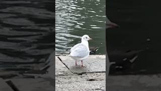 Black Headed Gull Preening In Slow Mo  Thornes Park birds avian nature [upl. by Bodrogi]