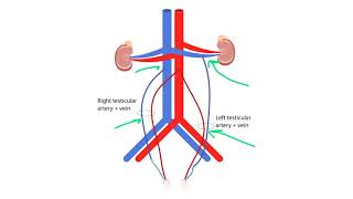 Renal pathology 7 [upl. by Engud211]