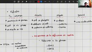 Funciones endocrinas del páncreas [upl. by Artapoelc117]