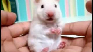 Hamster Listening To Opeth [upl. by Aihsiym]