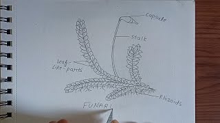 Funaria Diagram Plants of the bryophyta division how to Draw funaria labelled diagram [upl. by Ihn]