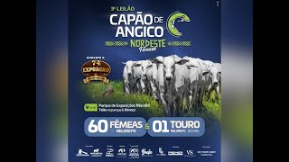 3° Leilão Capão de Angico Nordeste Fêmeas [upl. by Mara]