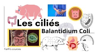 Les ciliés Balantidium Coli [upl. by Stauder]