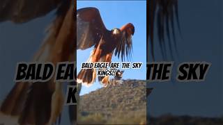 Bald Eagles Masters of the Sky 🦅 viralvideo shorts [upl. by Coonan127]