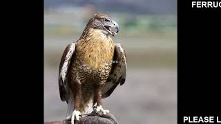 Ferruginous Hawk [upl. by Alemap]