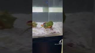 What would happen if my Mantis Shrimp punched the tank [upl. by Ona]