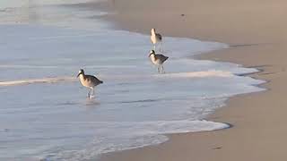 sandpipers at La Jolla [upl. by Codd]